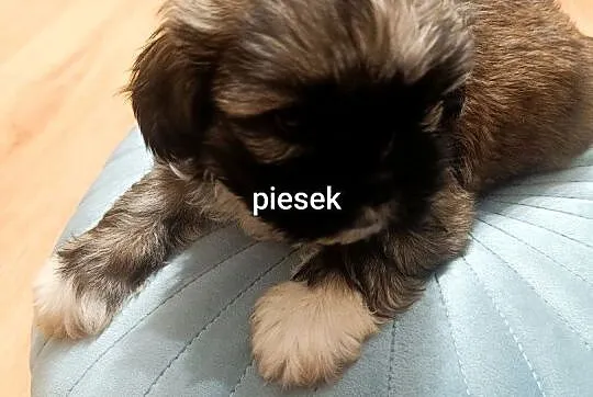 Szczeniaki Shih Tzu, Dolnośląskie, Oleśnica