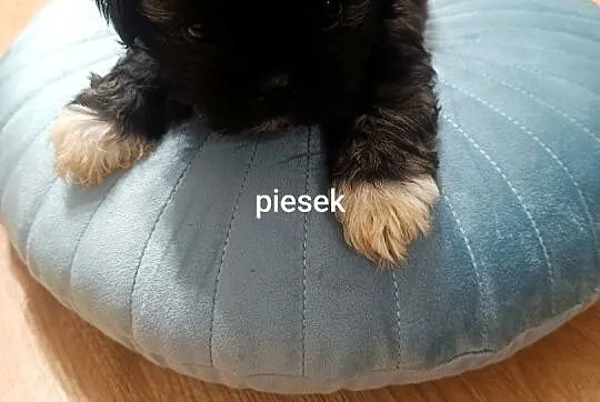 Szczeniaki Shih Tzu, Dolnośląskie, Oleśnica