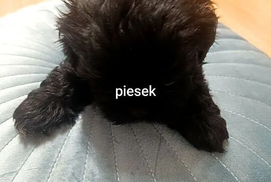 Szczeniaki Shih Tzu, Dolnośląskie, Oleśnica