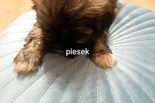 Szczeniaki Shih Tzu, Dolnośląskie, Oleśnica