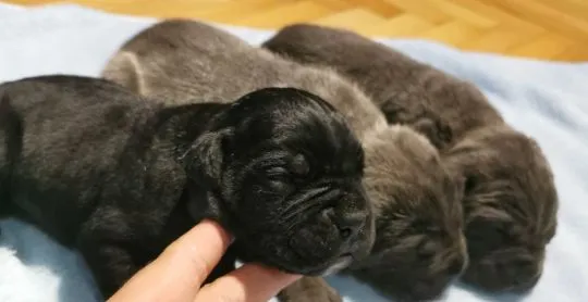Cane Corso Piękne zarejestrowane szczenięta na sprzedaż, Mazowieckie, Warszawa