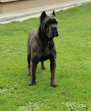 Cane Corso Piękne zarejestrowane szczenięta na sprzedaż, Mazowieckie, Warszawa