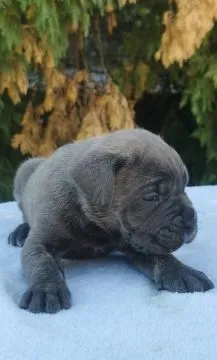 Cane Corso Piękne zarejestrowane szczenięta na sprzedaż, Mazowieckie, Warszawa