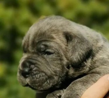 Cane Corso Piękne zarejestrowane szczenięta na sprzedaż