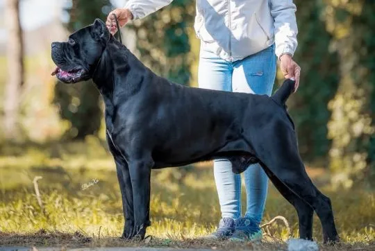 Cane Corso Piękne zarejestrowane szczenięta na sprzedaż, Mazowieckie, Warszawa