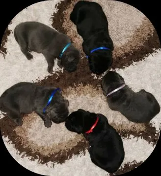 Cane Corso Piękne zarejestrowane szczenięta na sprzedaż, Mazowieckie, Warszawa