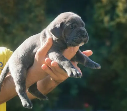 Cane Corso Piękne zarejestrowane szczenięta na sprzedaż, Mazowieckie, Warszawa