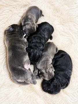 Cane Corso Piękne zarejestrowane szczenięta na sprzedaż, Mazowieckie, Warszawa
