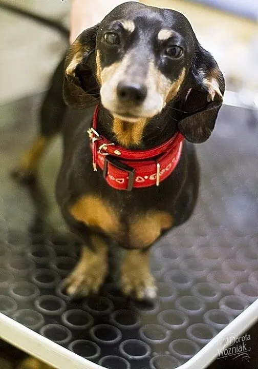 Jamniczka Rita do adopcji, Jamnik cała Polska