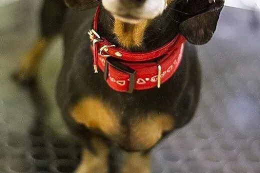 Jamniczka Rita do adopcji,  Jamnik cała Polska