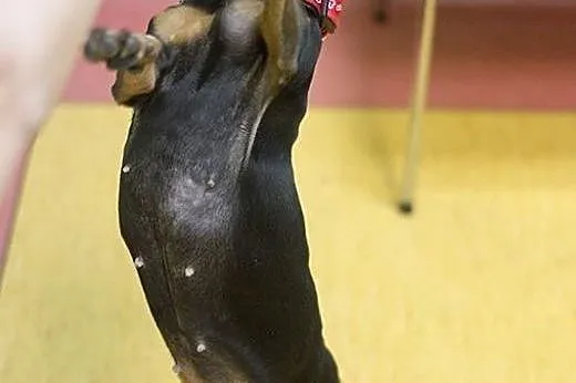 Jamniczka Rita do adopcji,  Jamnik cała Polska