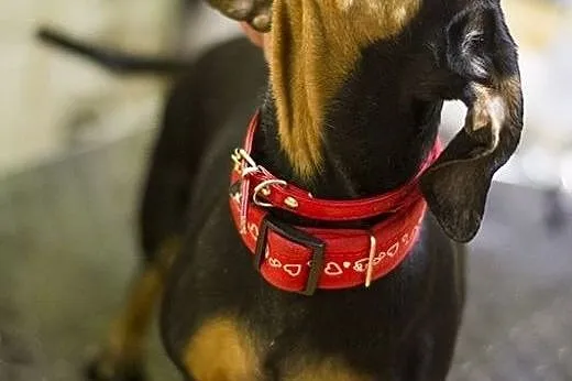 Jamniczka Rita do adopcji,  Jamnik cała Polska