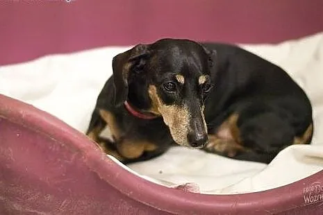 Jamniczka Rita do adopcji,  Jamnik cała Polska