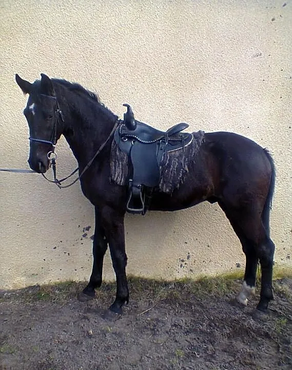 Odigier 3 letni kary rasy Sp (hol/hol)