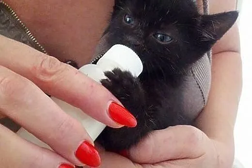 Kocurki do adopcji,  warmińsko-mazurskie Ostróda