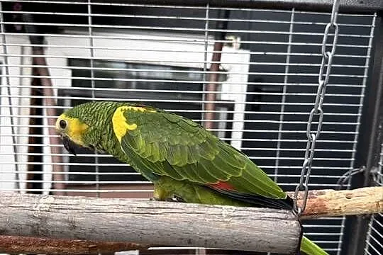 Amazonka Niebieskoczelna, Małopolskie, Gdów