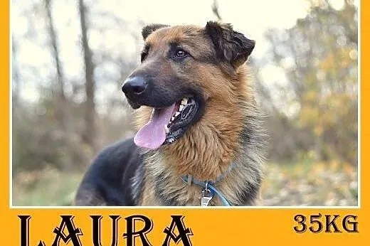 35kg,owczarek niem.mix,łagodna,przyjazna,wesoła suka LAURA.Adopcja,  dolnośląskie Wrocław