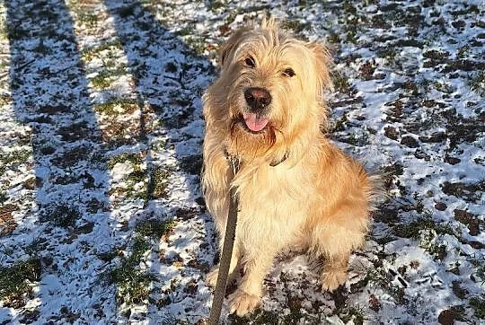 Piękny radosny pies w typie goldena szuka stałego , Warszawa