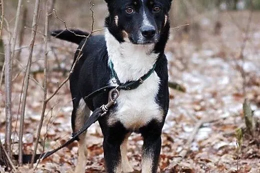 Haker - spokojny, kochany psiak szuka pilnie domu,