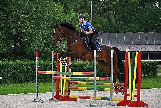 Miły wałach do sportu, , 