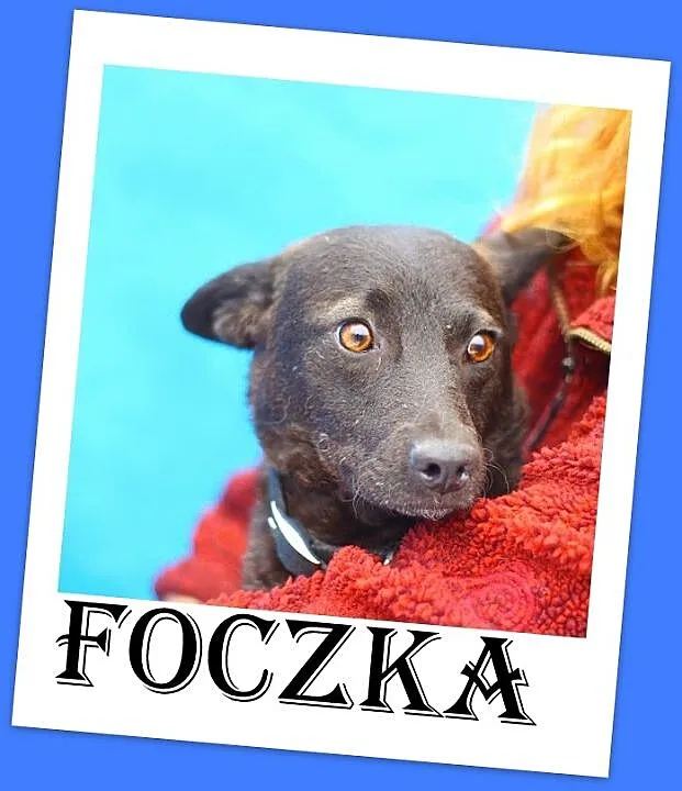 Foczka- mała, przytulaśna , wesoła , jamnikowata s