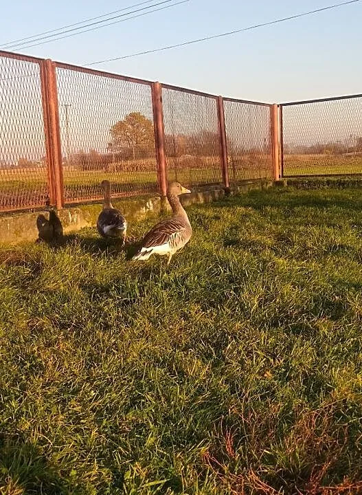 Para Gęsi Gęgawych, , Szczucin