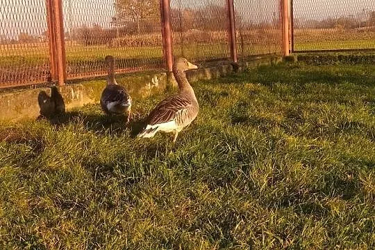 Para Gęsi Gęgawych, , Szczucin
