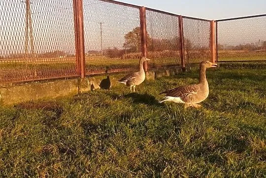 Para Gęsi Gęgawych, , Szczucin