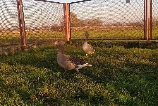 Para Gęsi Gęgawych, , Szczucin