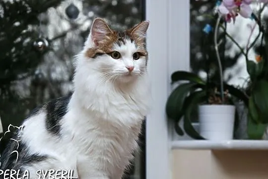 Śliczna kotka syberyjska - z rodowodem FPL;-), Justynów