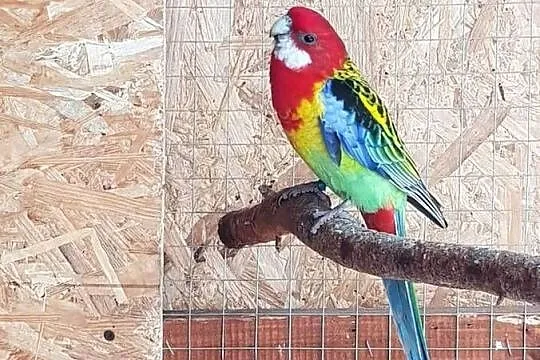 Sprzedam Rozelle Białolice, Mazowieckie, Stare Babice
