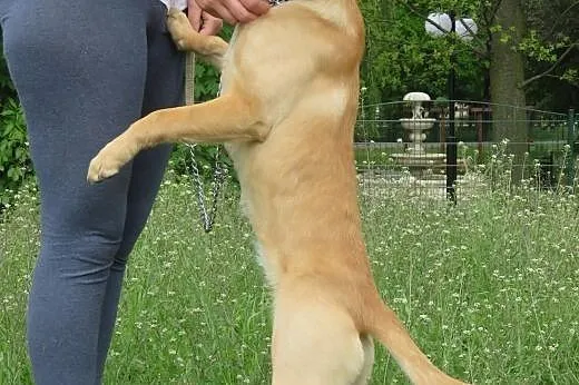 Roksi  młodziutka wesoła sunia,  mazowieckie Grodz