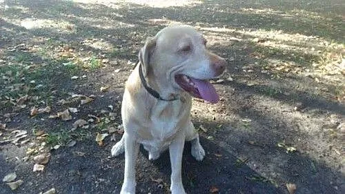 Ares - piękny biszkoptowy labrador PILNIE szuka do