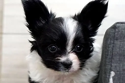 suczka papillon ZKwP FCI spaniel miniaturowy