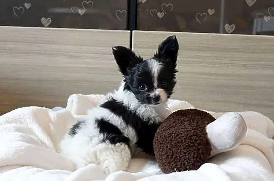 suczka papillon ZKwP FCI spaniel miniaturowy, Mazowieckie, Warszawa