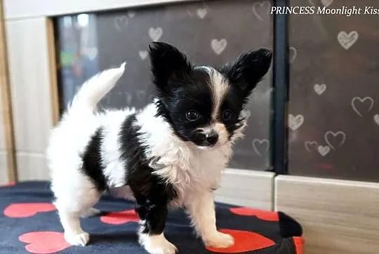 suczka papillon ZKwP FCI spaniel miniaturowy, Mazowieckie, Warszawa