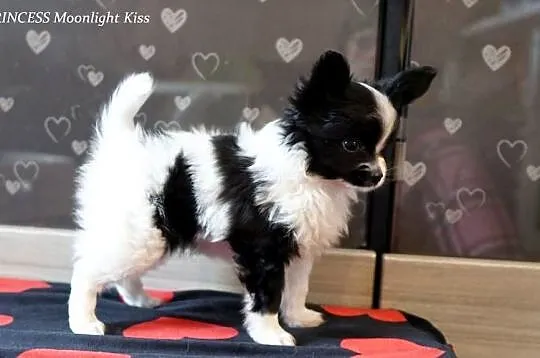 suczka papillon ZKwP FCI spaniel miniaturowy, Mazowieckie, Warszawa