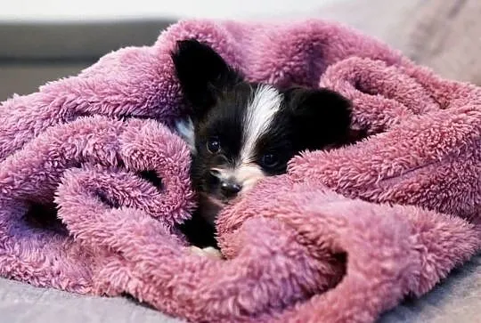 suczka papillon ZKwP FCI spaniel miniaturowy, Mazowieckie, Warszawa