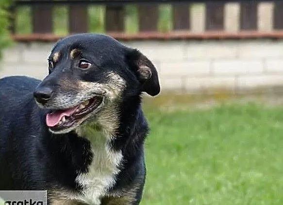 Baks szuka domu, Świętokrzyskie, Busko-Zdrój