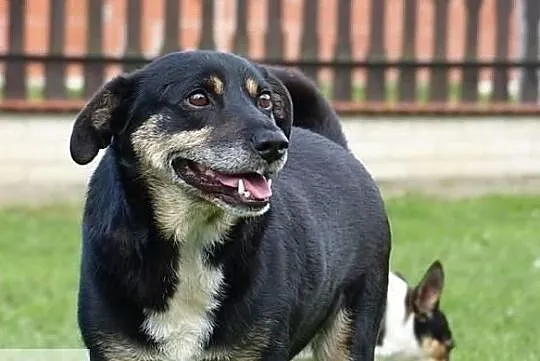 Baks szuka domu, Świętokrzyskie, Busko-Zdrój