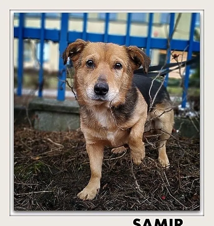 SAMIR,średni,przyjazny,szczepiony piesek.ADOPCJA, Mazowieckie, Warszawa