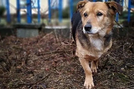 SAMIR,średni,przyjazny,szczepiony piesek.ADOPCJA, Mazowieckie, Warszawa