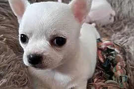 Chihuahua krótkowłosa suczka
