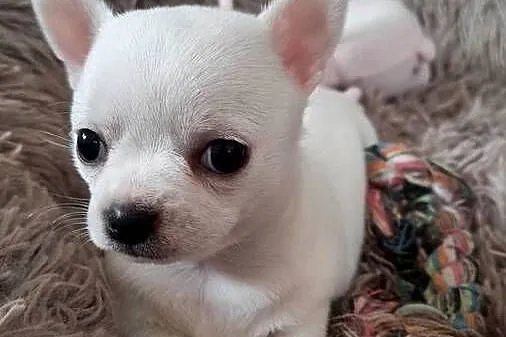 Chihuahua krótkowłosa suczka