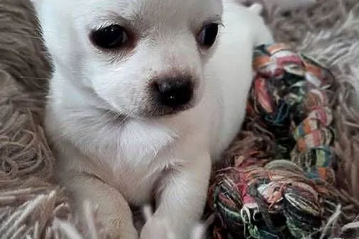 Chihuahua krótkowłosa suczka, Śląskie, Czechowice-Dziedzice