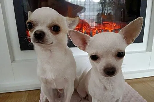 Chihuahua krótkowłosa suczka, Śląskie, Czechowice-Dziedzice