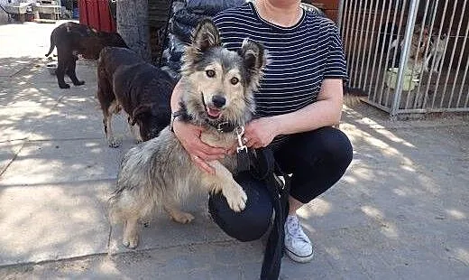 Cargo - ok roczny w typie corgi, Kundelki cała Po