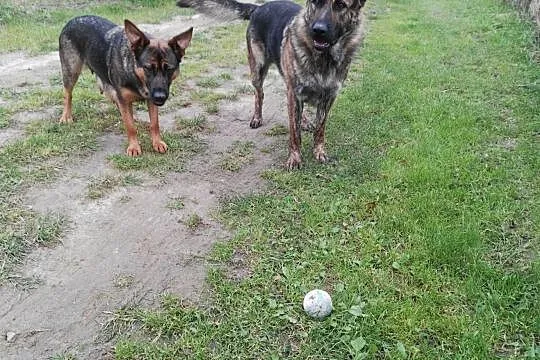 Zaginione dwa psy Dora i Bombelix - nagroda dla znalazcy