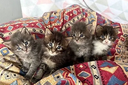 Kocięta Maine Coon - odbiór na Walentynki