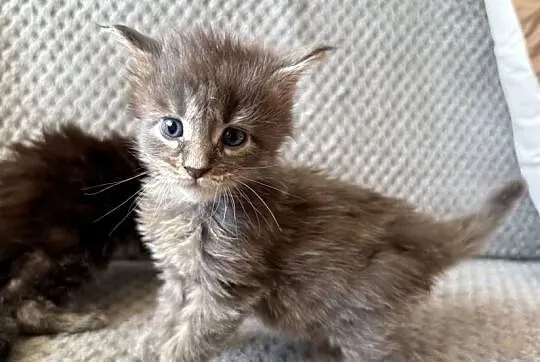 Kocięta Maine Coon - odbiór na Walentynki, Dolnośląskie, Wrocław